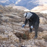 T4L Cedars planting - Fall 09 - 09