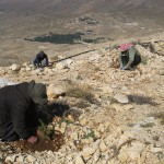 T4L Cedars planting - Fall 09 - 12