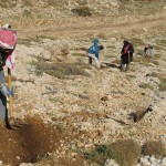 T4L Cedars planting - Fall 09 - 13